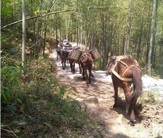 禅城区马帮运输电话