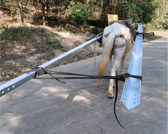 禅城区马队搬运