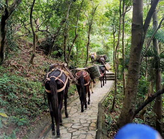 禅城区马队运输电话