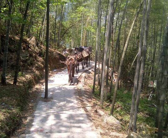 禅城区马队运输公司