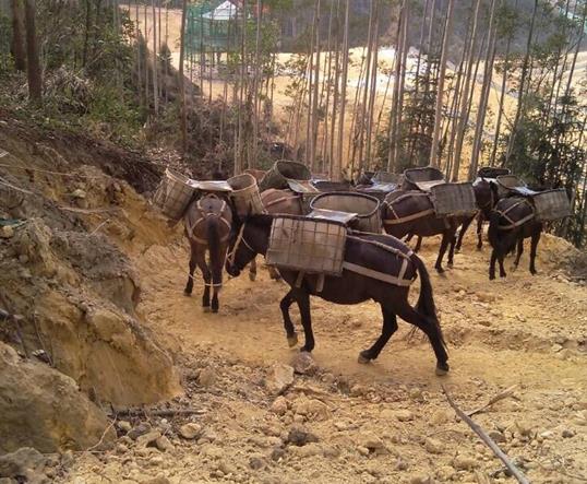 禅城区山区马队运输