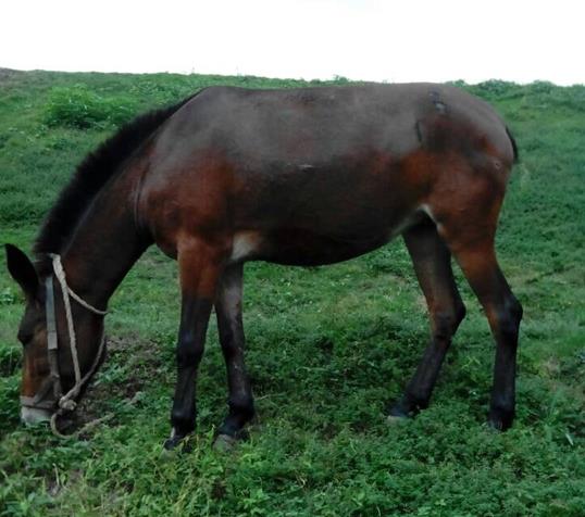 禅城区骡马搬运