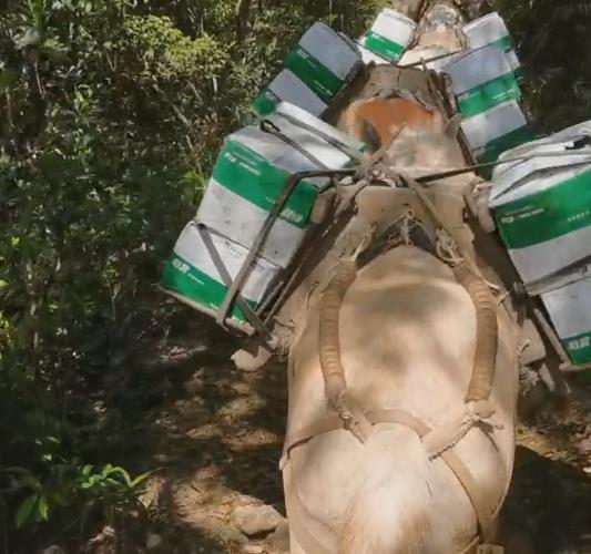 禅城区骡马山路运输
