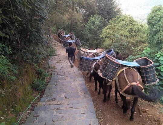 禅城区骡马运输电话