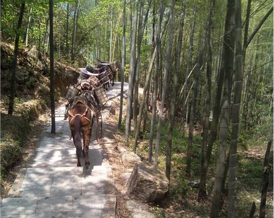禅城区山区骡马运输