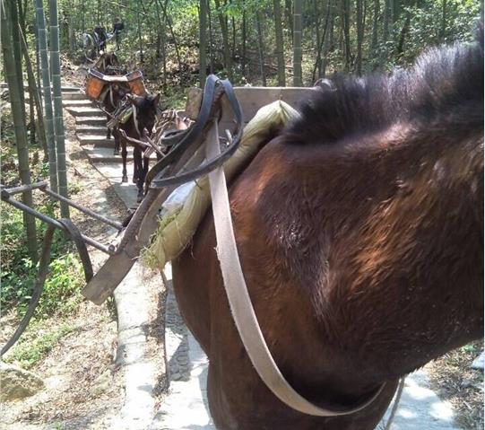 禅城区骡马队运输