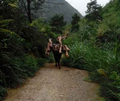 禅城区骡马运输