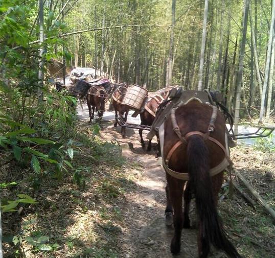 禅城区骡马运输公司