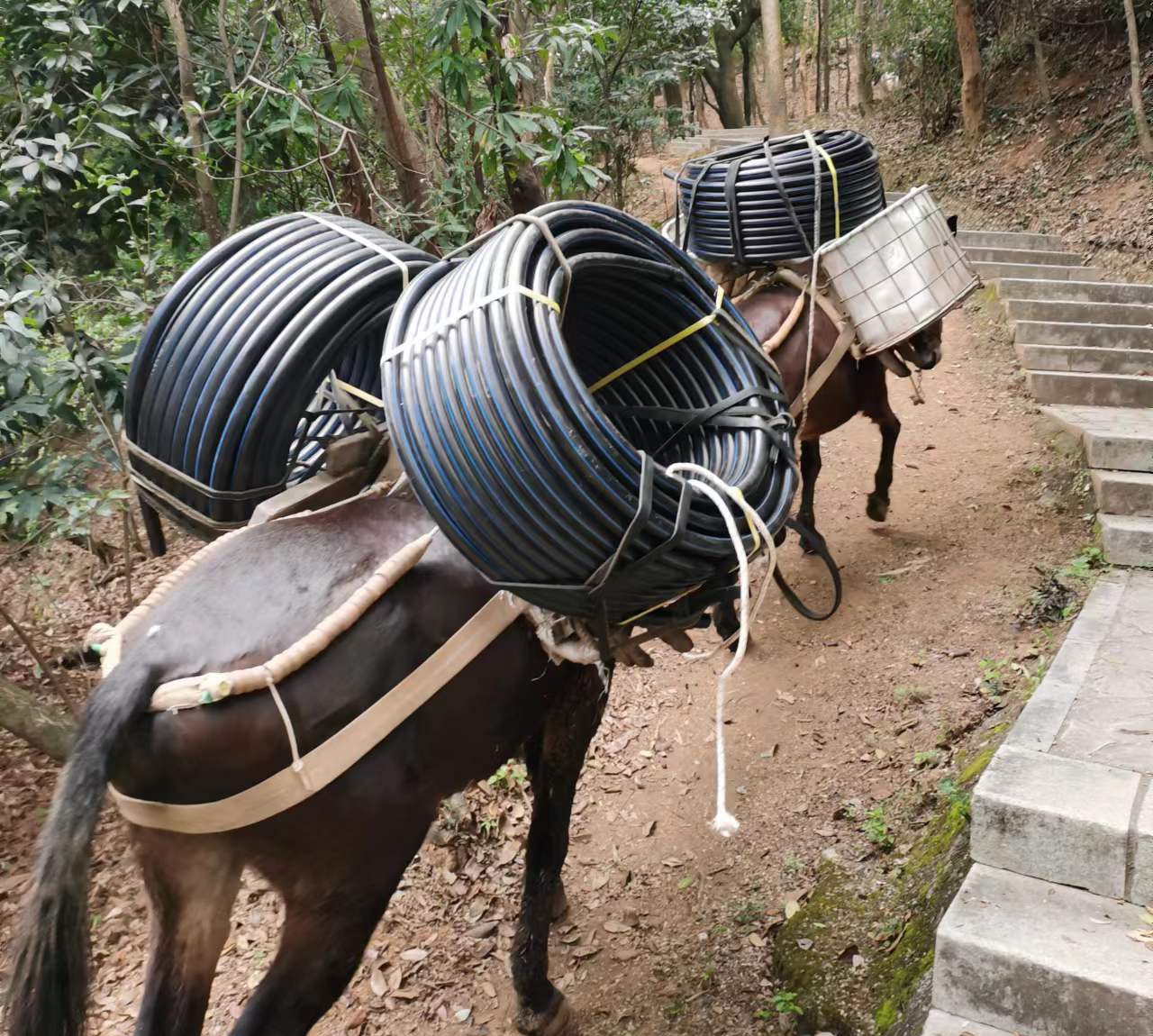 禅城区马帮运输