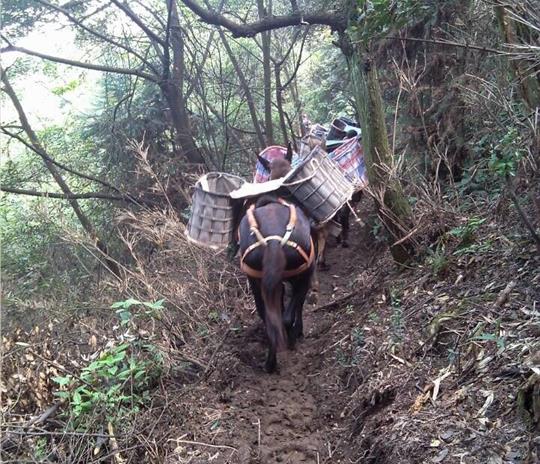 禅城区马帮运输公司