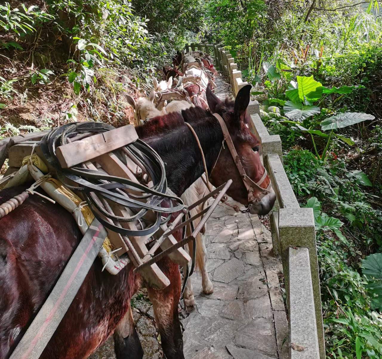禅城区马队运输