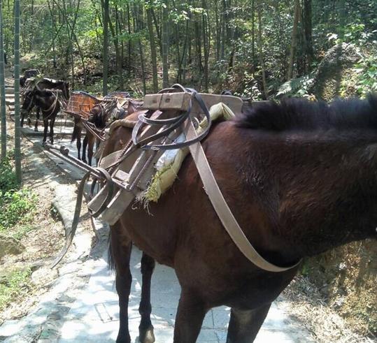 禅城区山路骡马运输