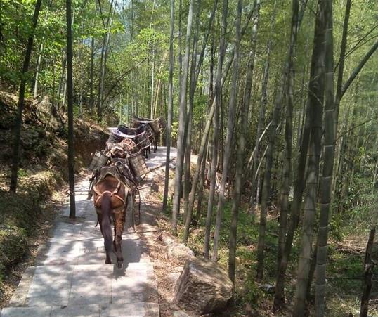 禅城区山路马队运输